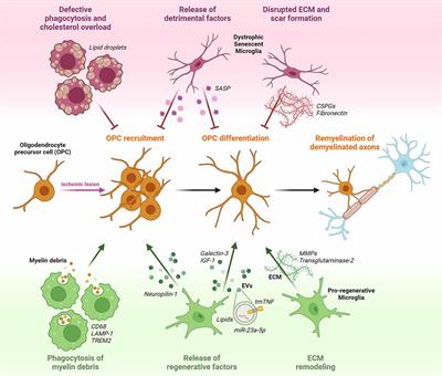 Dynamics of Microglia Activation in the Ischemic Brain: Implications for Myelin Repair and Functional Recovery